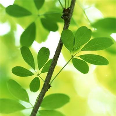 永乐国际下载手机版截图